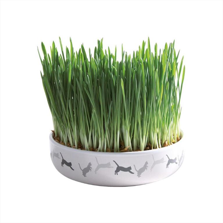 Trixie Κεραμικό Μπόλ με γρασίδι